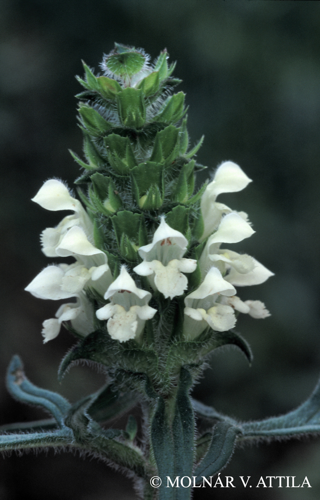 Prunella laciniata L.