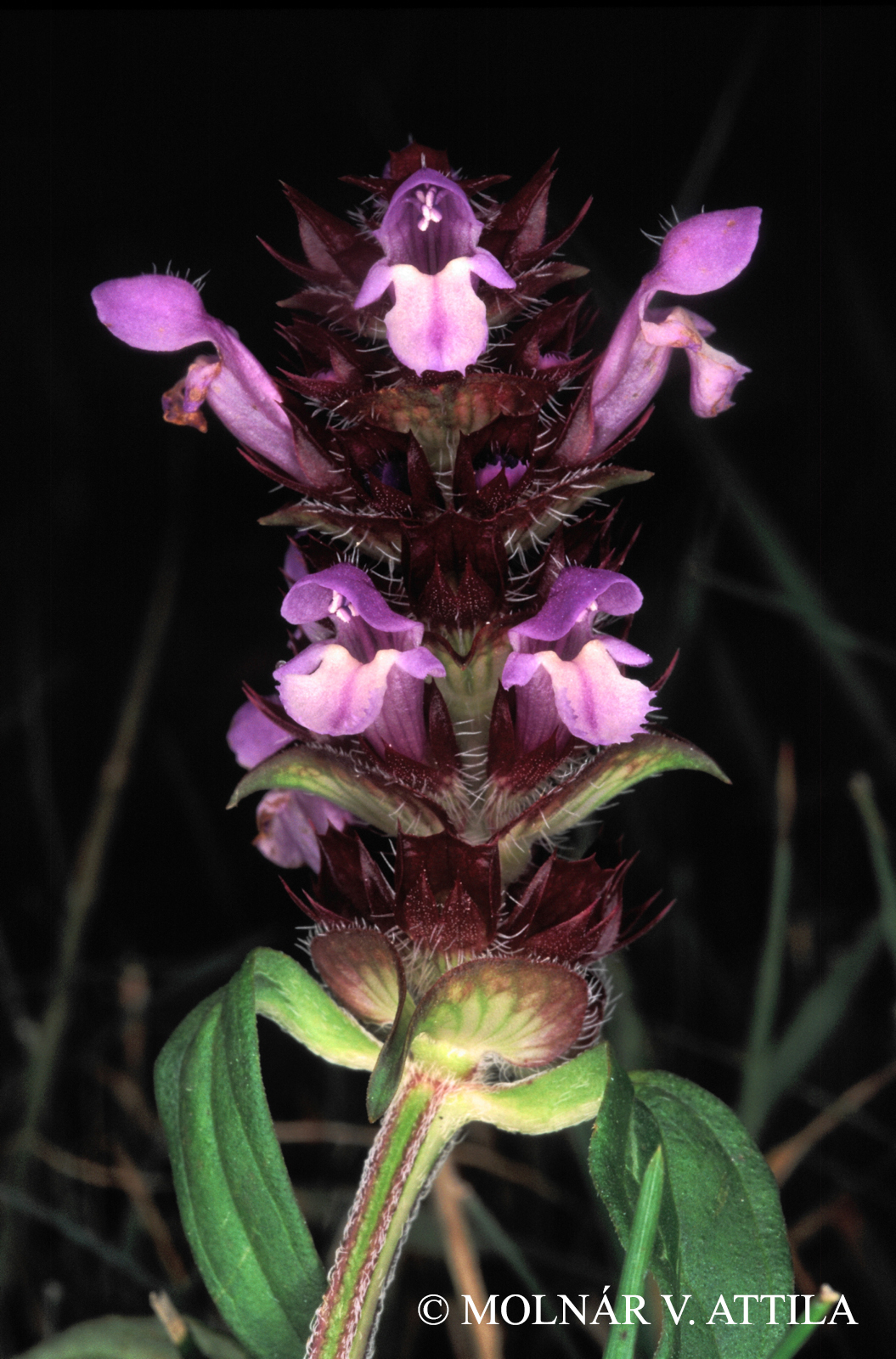 Prunella vulgaris L.