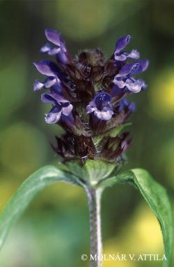 Prunella vulgaris L. 2.Kép