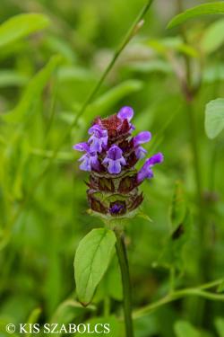 Prunella vulgaris L. 4.Kép