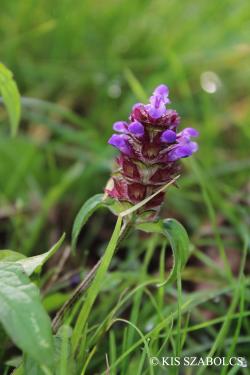 Prunella vulgaris L. 3.Kép