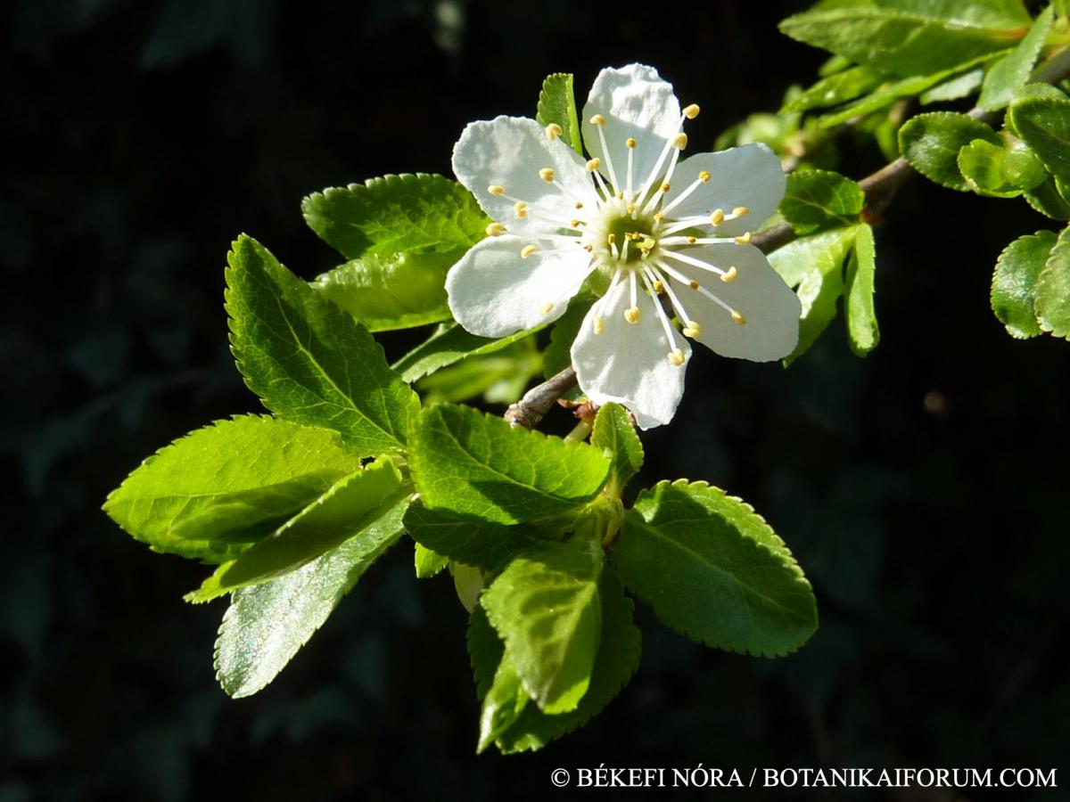 Prunus cerasifera Ehrh.