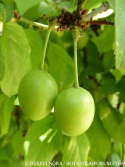 Prunus cerasifera Ehrh. 2.Image