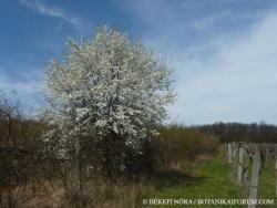 Prunus cerasifera Ehrh. 3.Image