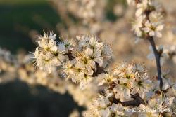 Prunus spinosa L. 3.Image
