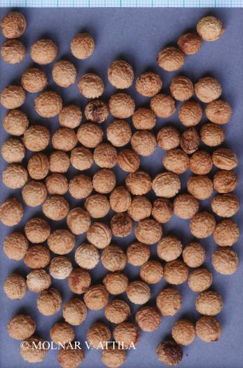 Prunus spinosa L. 4.Image