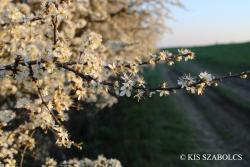 Prunus spinosa L. 2.Image