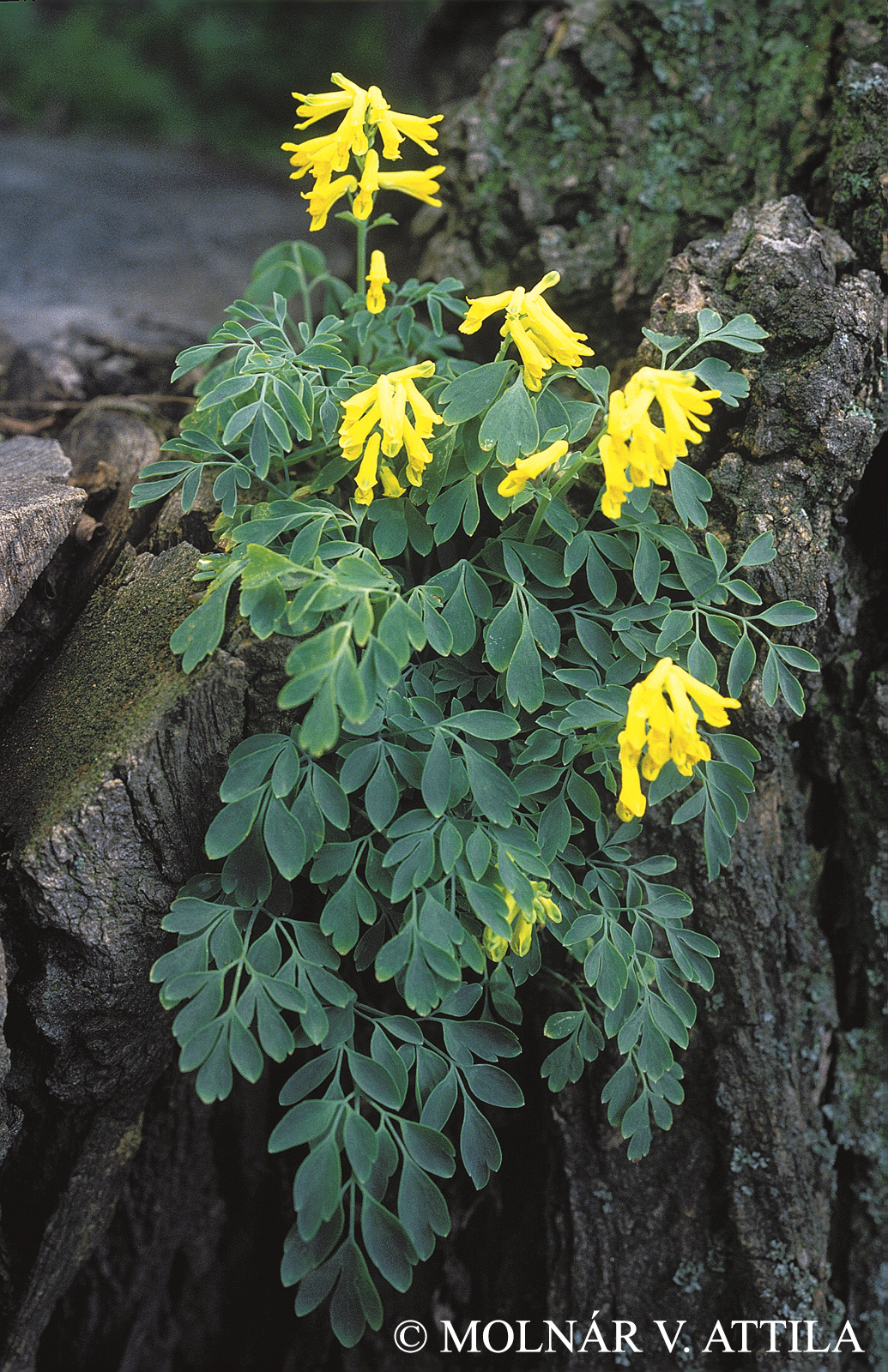 Pseudofumaria lutea (L.) Borkh.