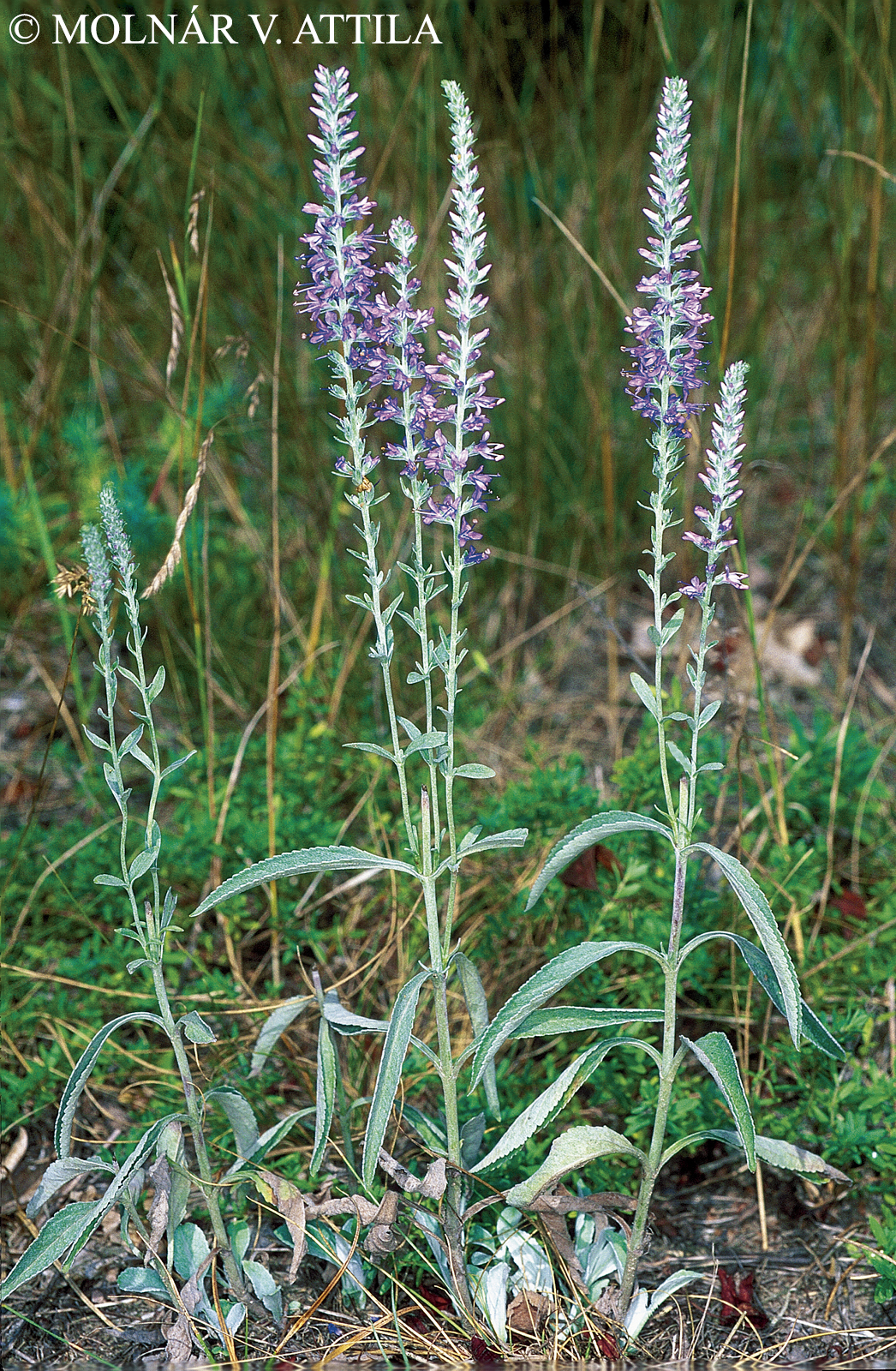 Pseudolysimachion incanum (L.) Holub