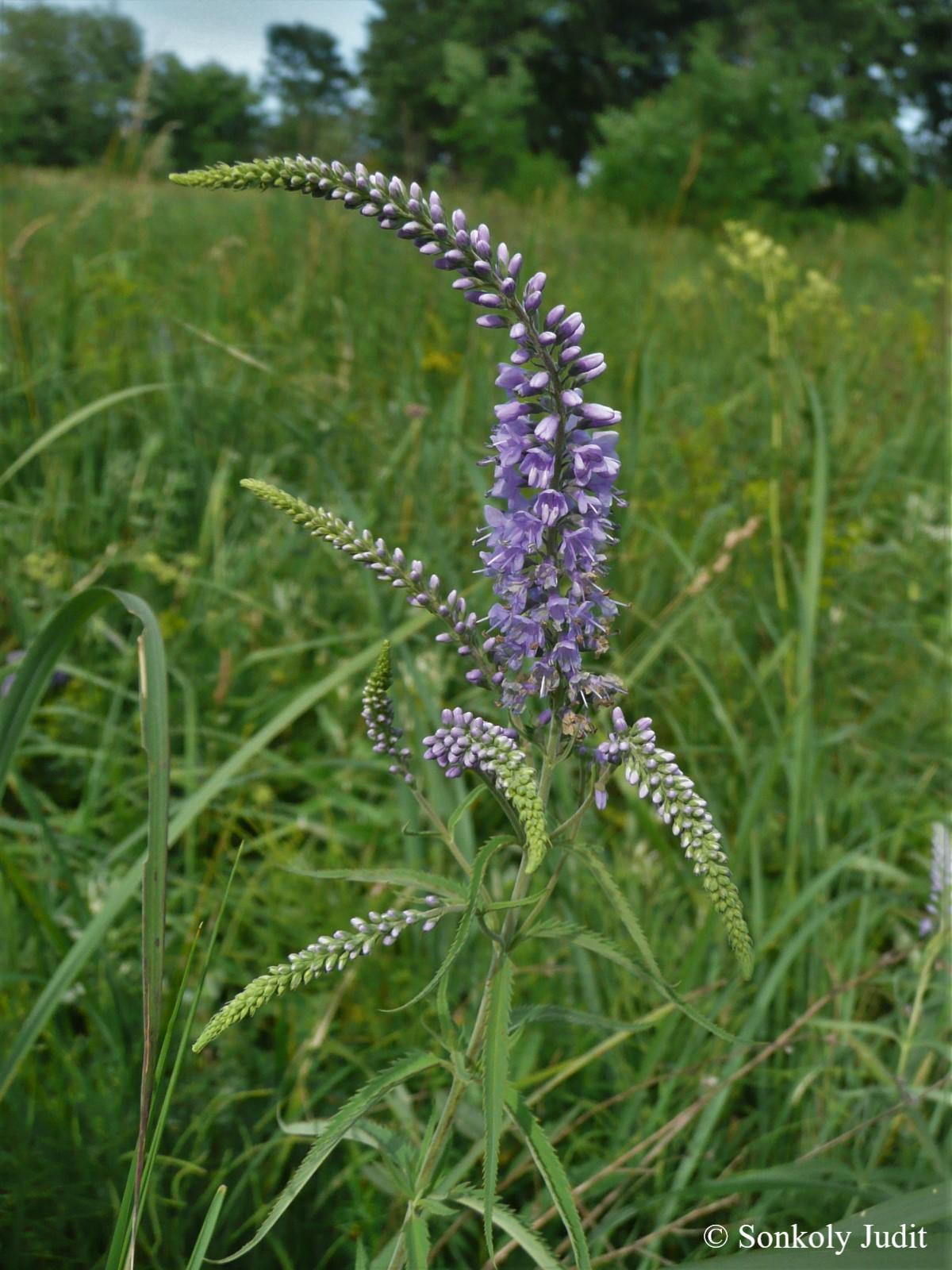 Pseudolysimachion longifolium (L.) Opiz