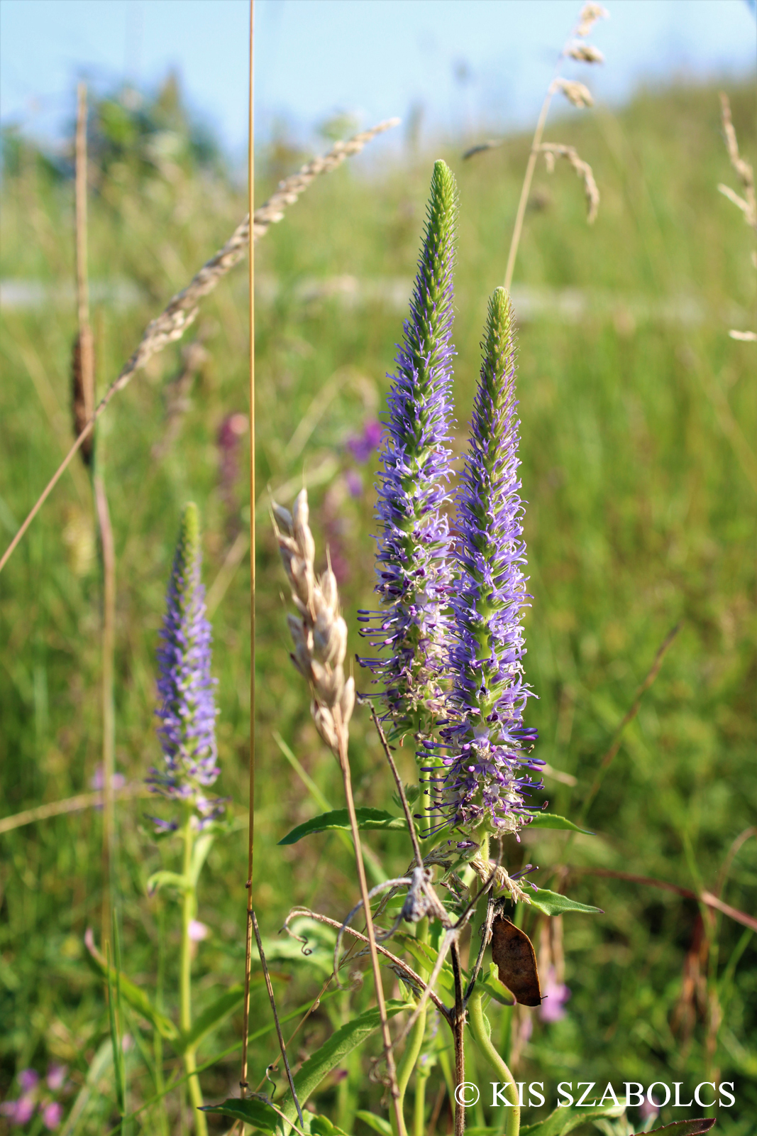 Pseudolysimachion orchideum (Crantz) Wraber