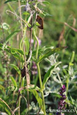 Pseudolysimachion orchideum (Crantz) Wraber 2.Image