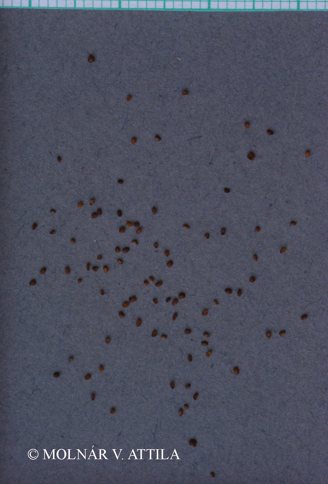 Pseudolysimachion spicatum agg.