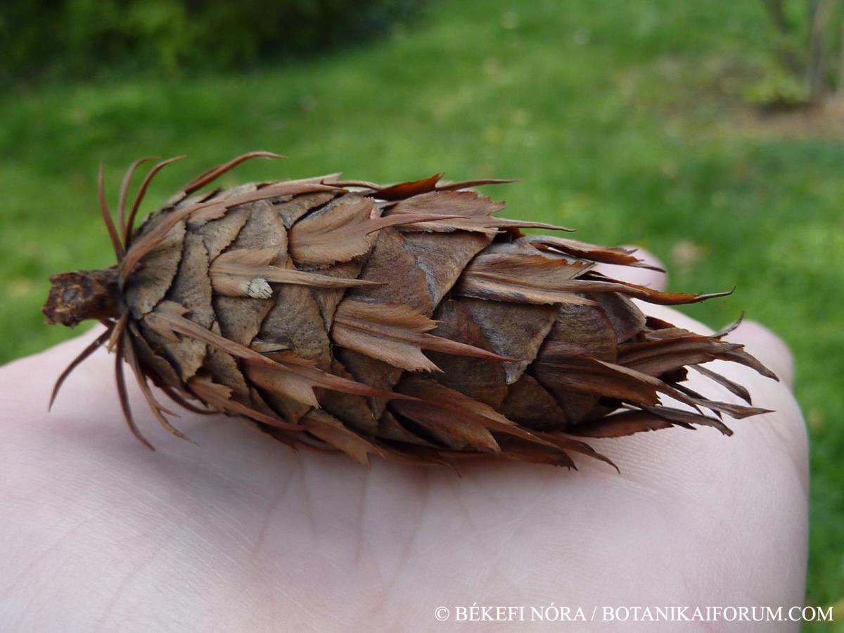 Pseudotsuga menziesii (Mirb.) Franco