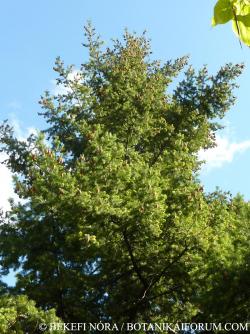 Pseudotsuga menziesii (Mirb.) Franco 2.Image