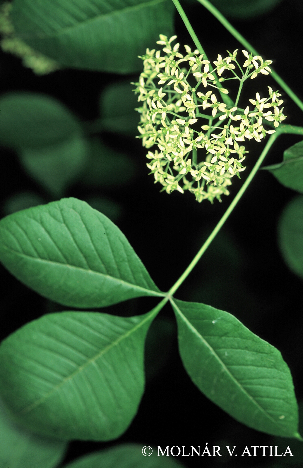 Ptelea trifoliata L.