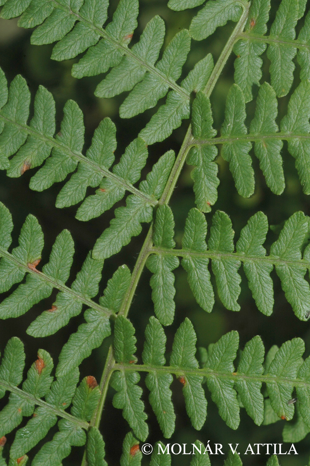 Pteridium aquilinum (L.) Kuhn