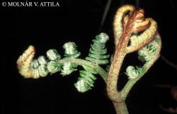 Pteridium aquilinum (L.) Kuhn 2.Image