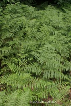 Pteridium aquilinum (L.) Kuhn 3.Image