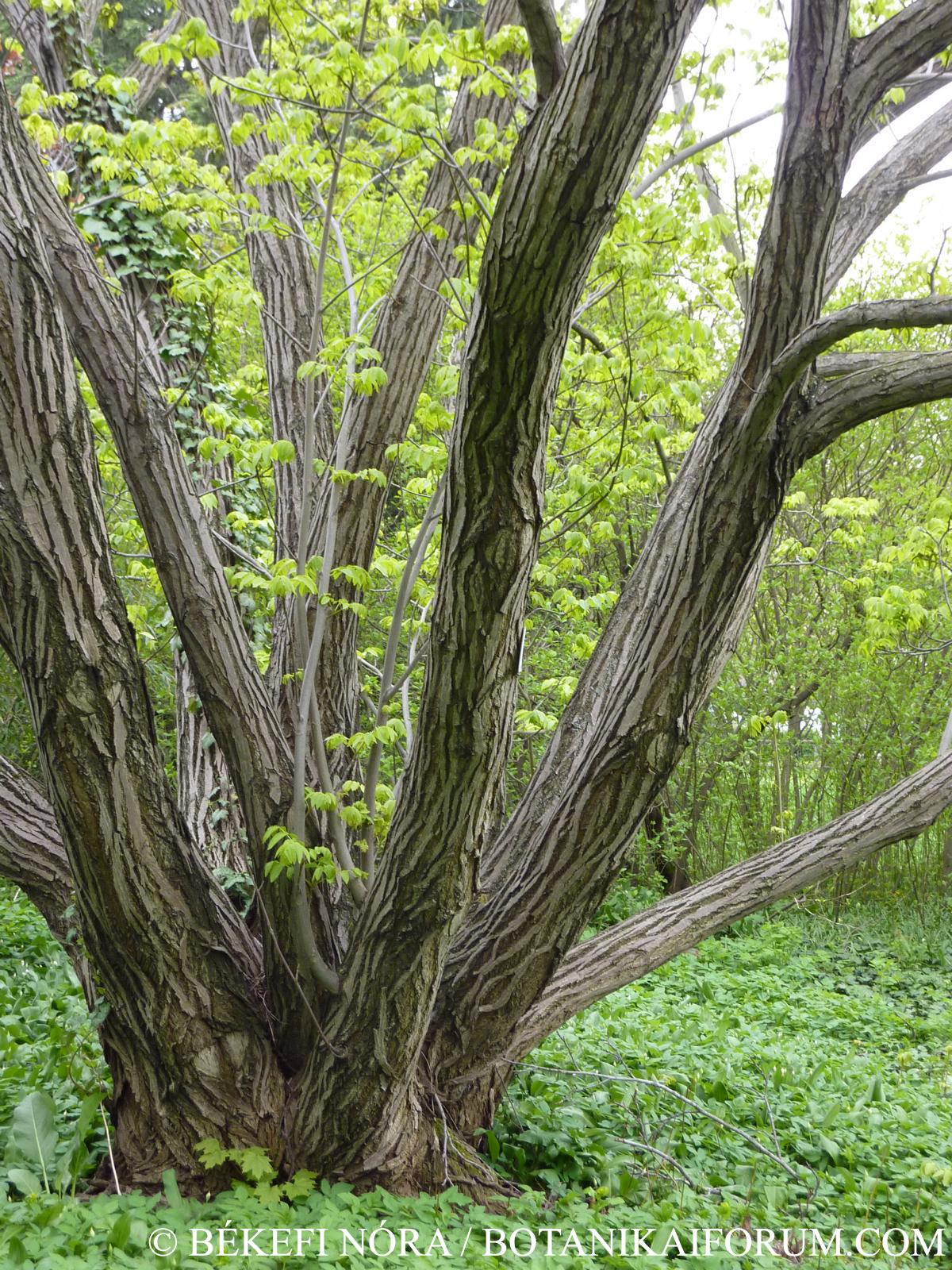 Pterocarya fraxinifolia (Lam.) Spach