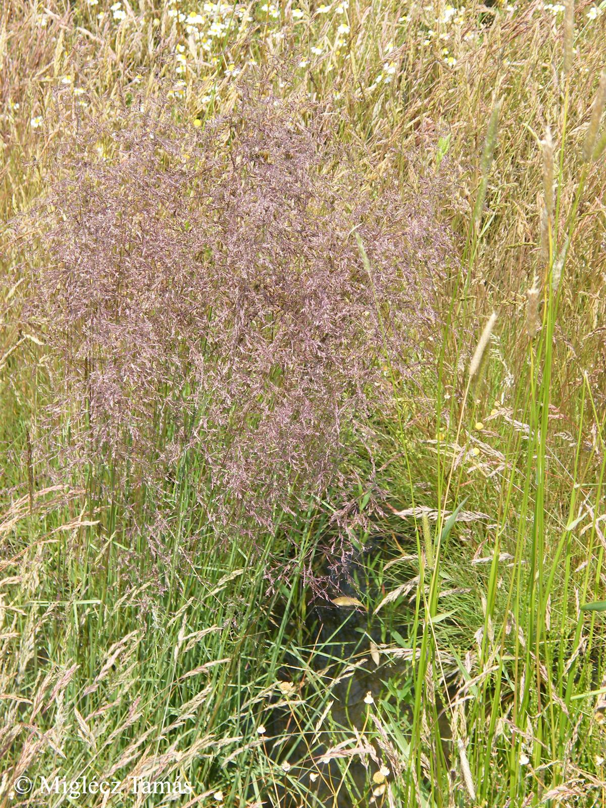 Puccinellia limosa (Schur) Holmb. s. l.