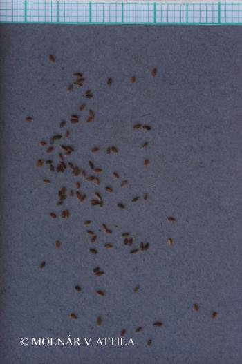 Puccinellia limosa (Schur) Holmb. s. l. 2.Image