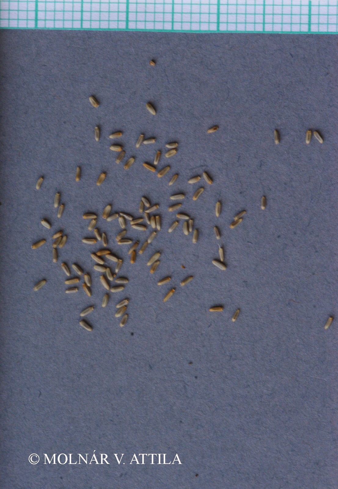 Pulicaria dysenterica (L.) Bernh.