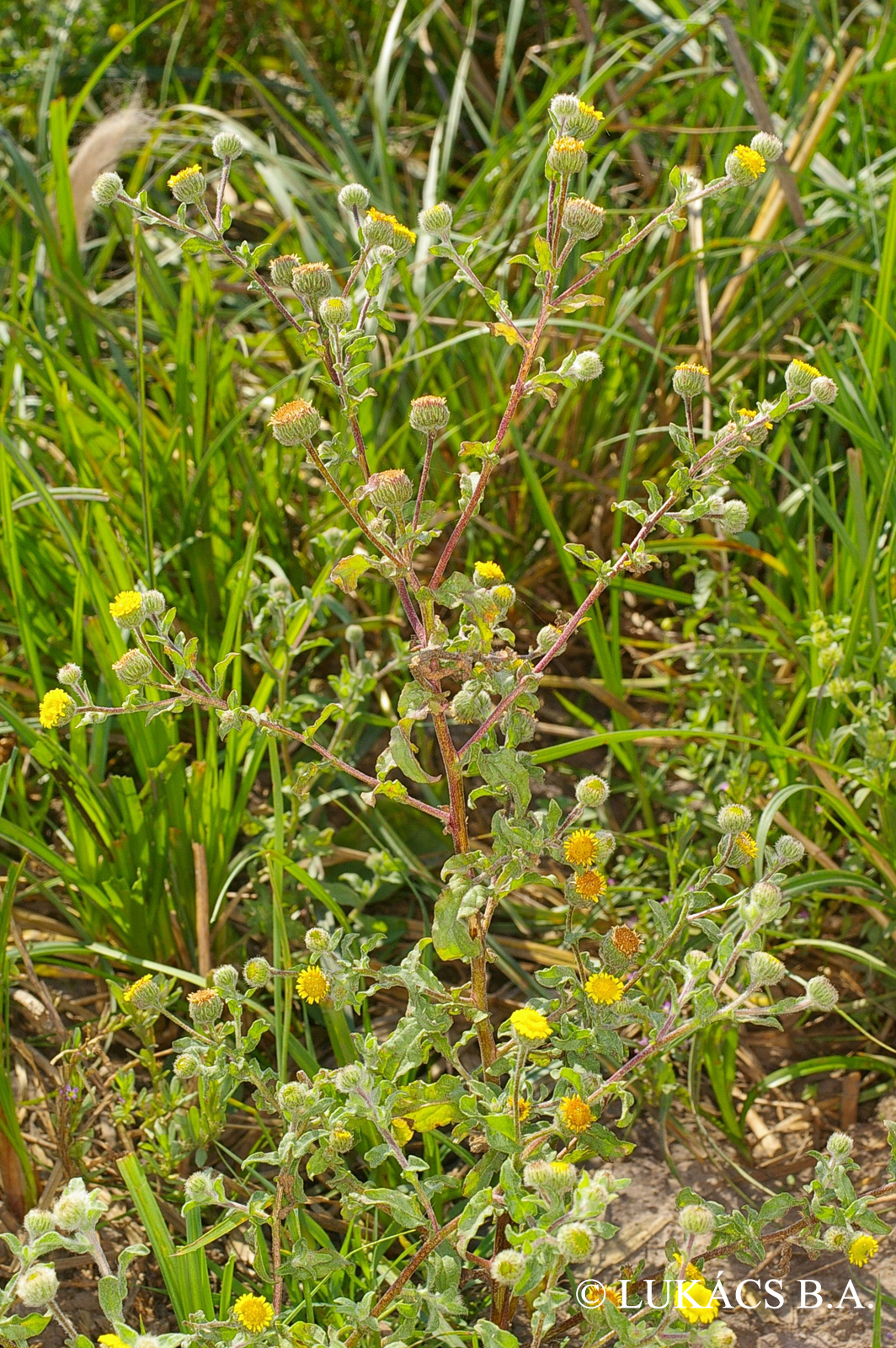 Pulicaria vulgaris Gaertn.