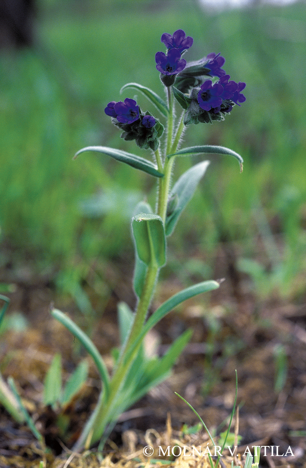 Pulmonaria angustifolia L.