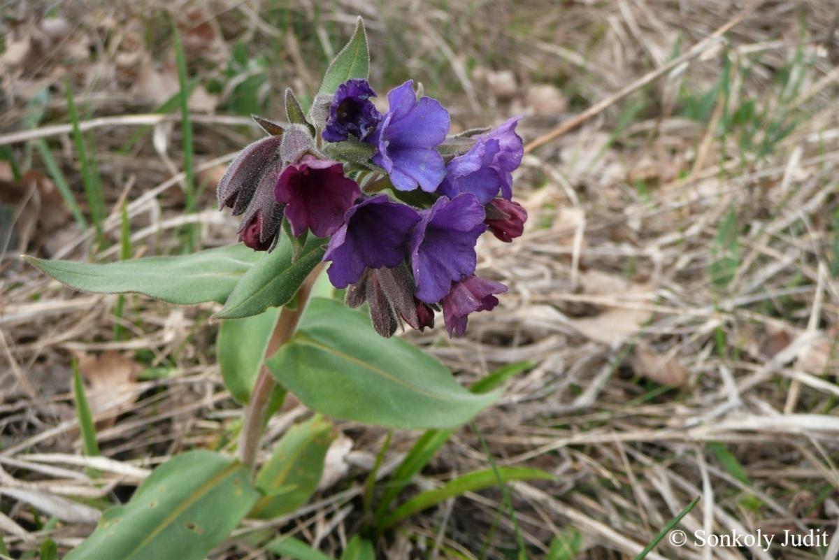 Pulmonaria mollissima A. Kern.