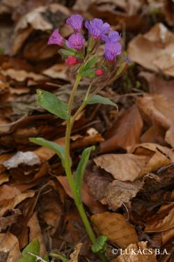 Pulmonaria mollissima A. Kern. 2.Image