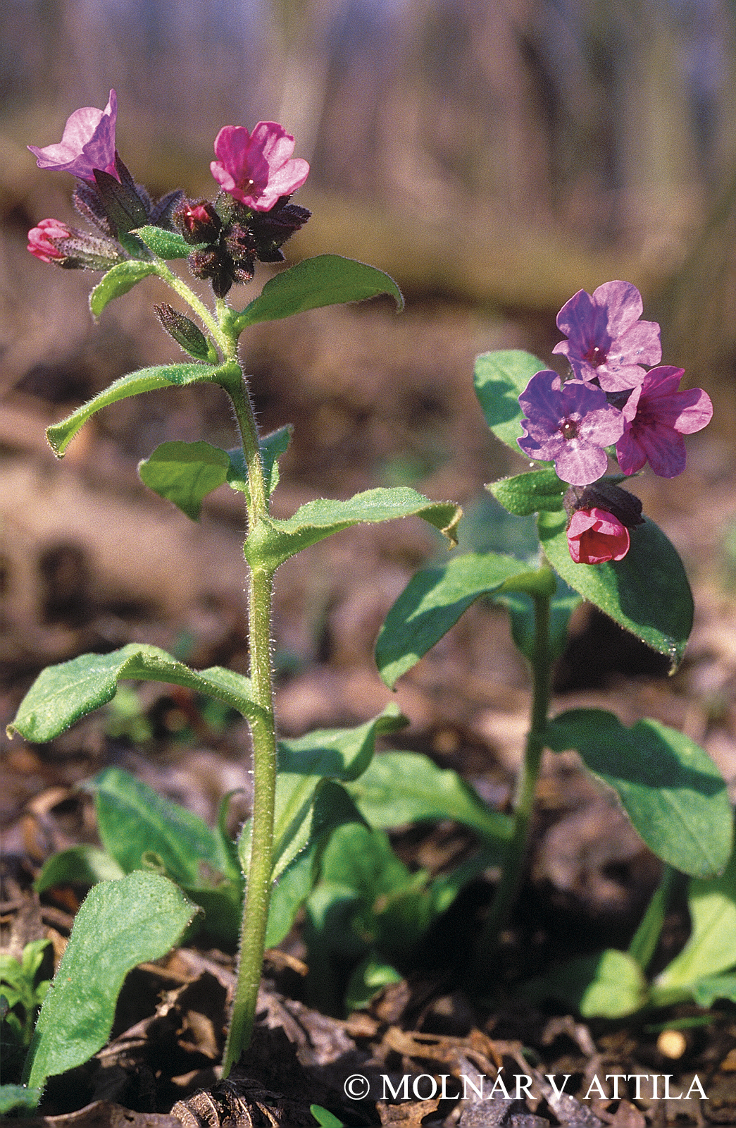 Pulmonaria officinalis L. s. l.