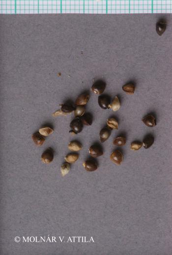 Pulmonaria officinalis L. s. l. 2.Image