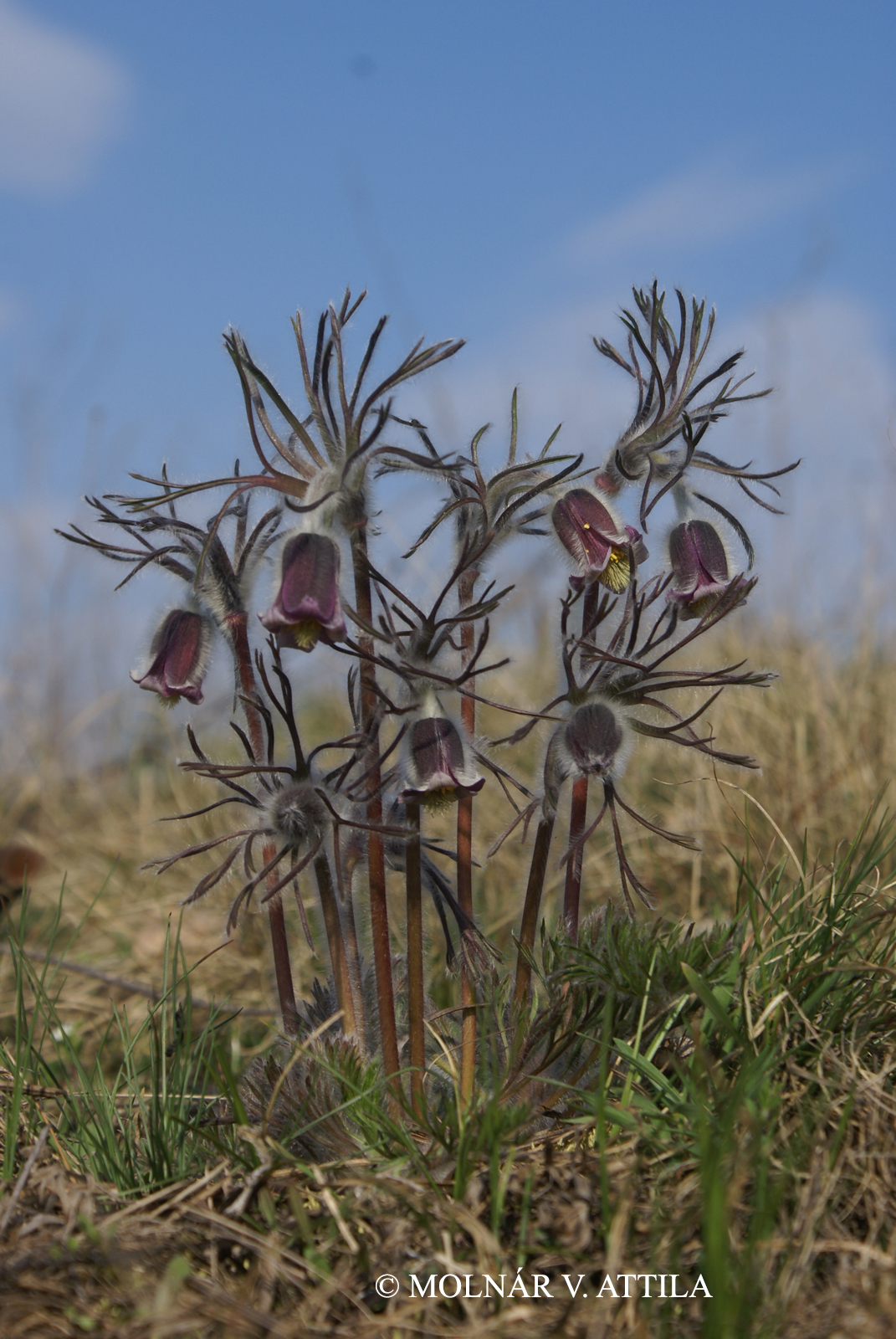 Pulsatilla flavescens (Hazsl.) Borb.