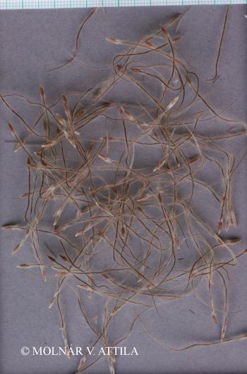 Pulsatilla flavescens (Hazsl.) Borb. 2.Image