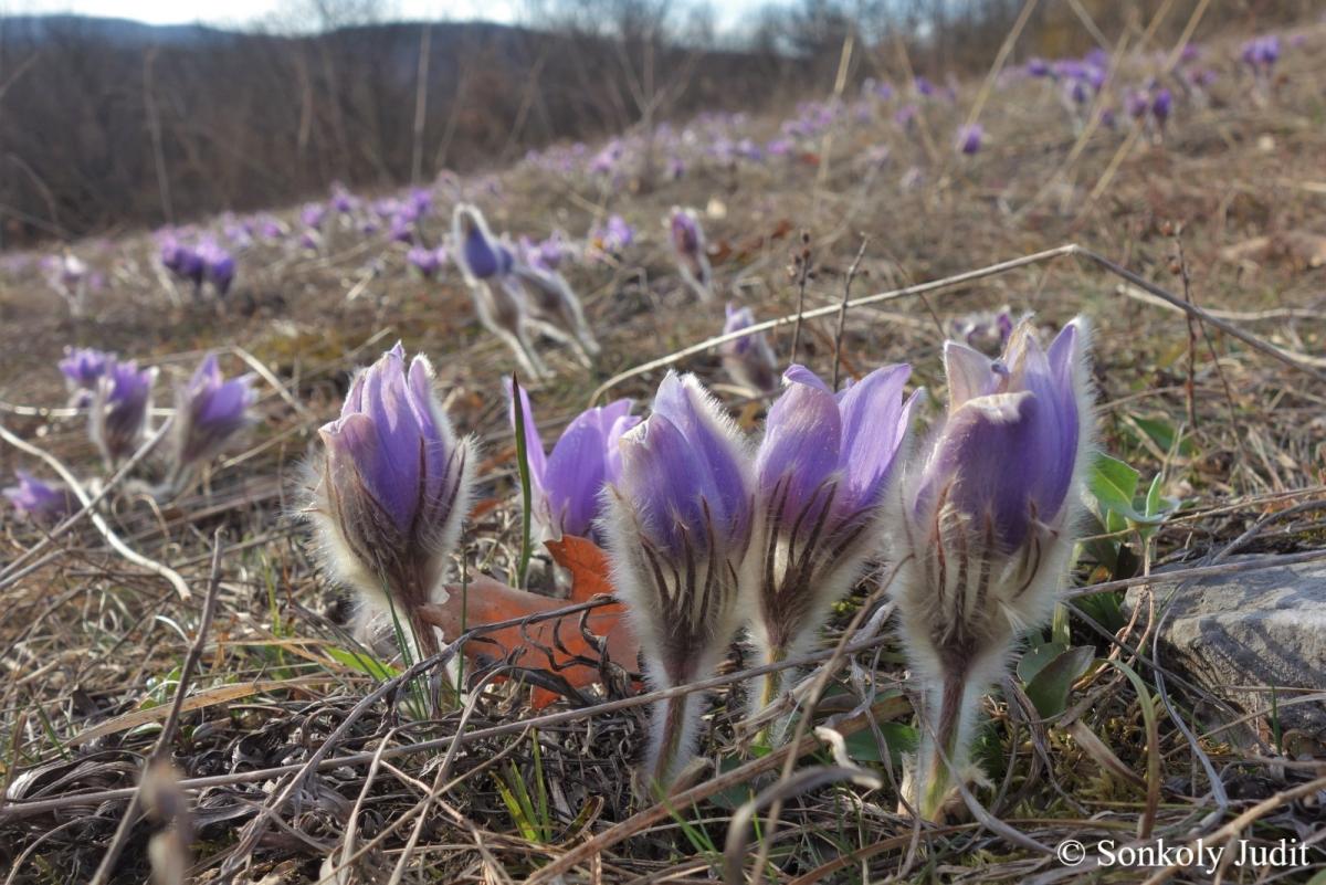 Pulsatilla grandis Wender.