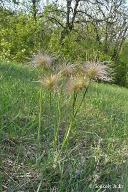 Pulsatilla grandis Wender. 2.Image