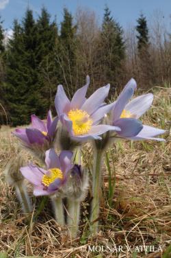 Pulsatilla grandis Wender. 3.Image