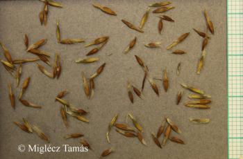 Pulsatilla grandis Wender. 4.Image
