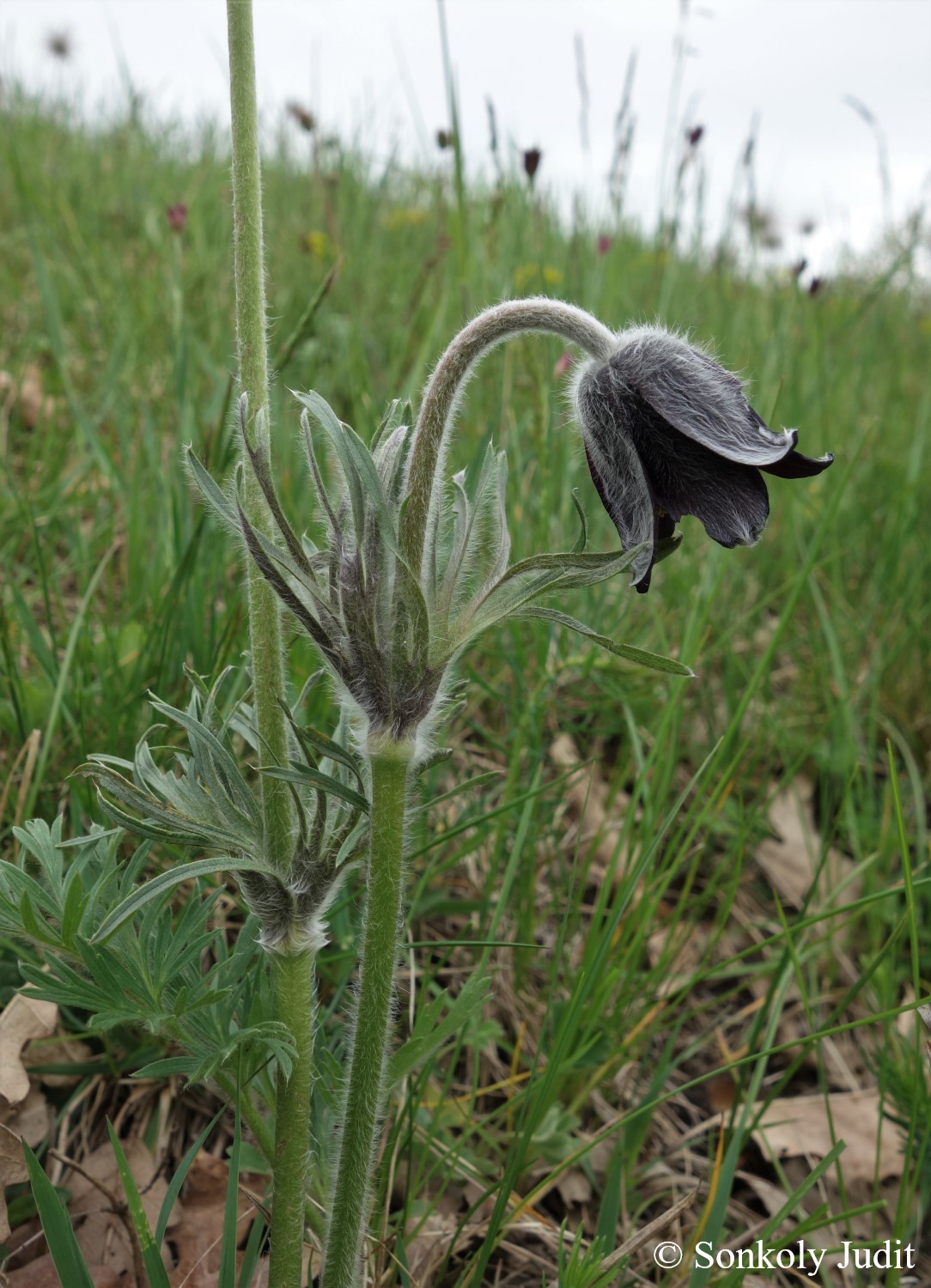 Pulsatilla nigricans Störck