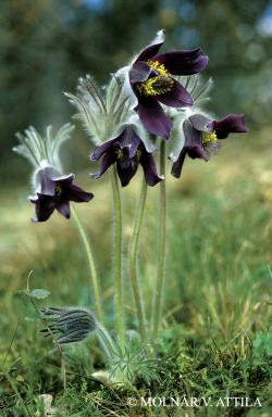 Pulsatilla nigricans Störck 2.Image