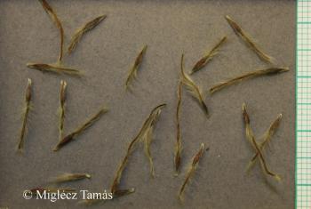 Pulsatilla nigricans Störck 3.Image