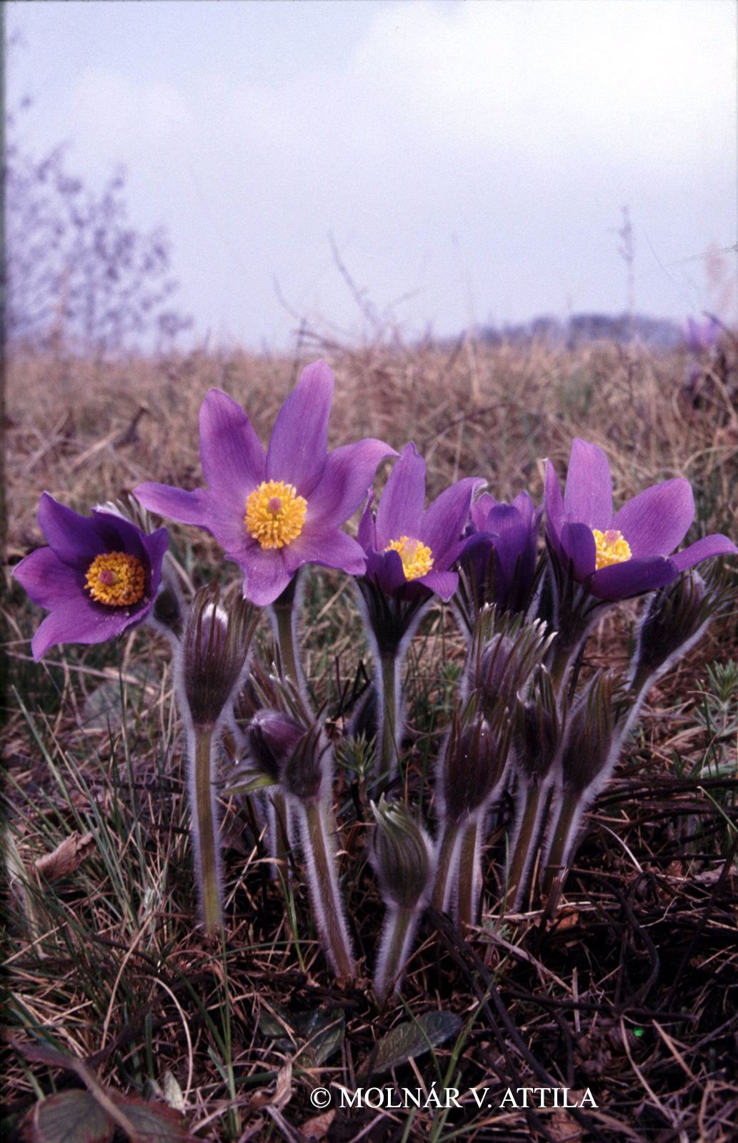 Pulsatilla patens (L.) Mill.