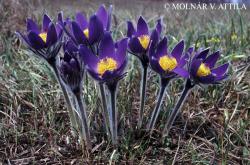 Pulsatilla patens (L.) Mill. 2.Image
