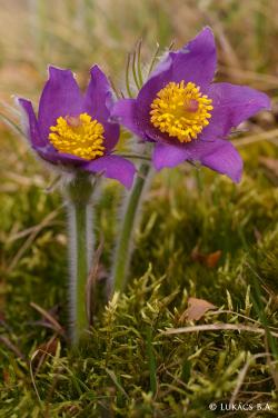 Pulsatilla patens (L.) Mill. 3.Image