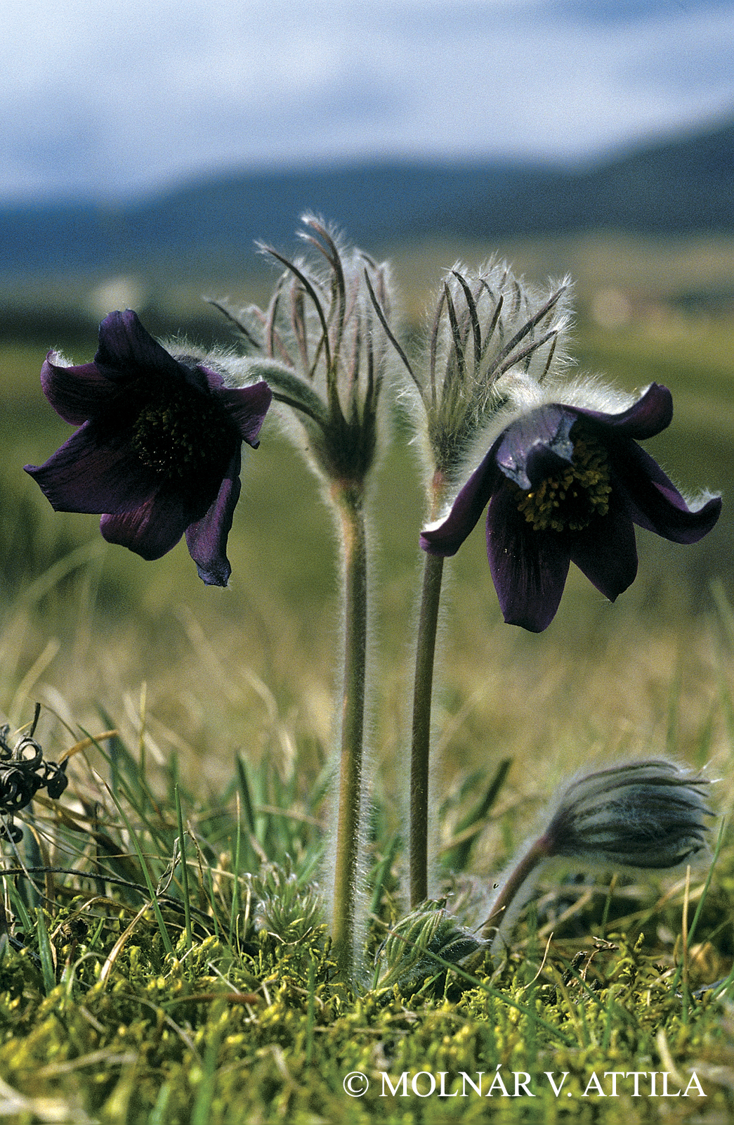 Pulsatilla zimmermannii Soó