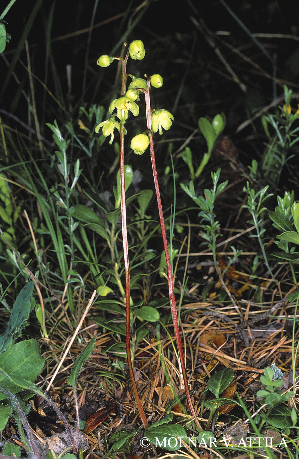 Pyrola chlorantha Sw.
