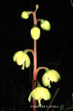 Pyrola chlorantha Sw. 2.Kép