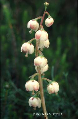 Pyrola media Sw. 2.Image