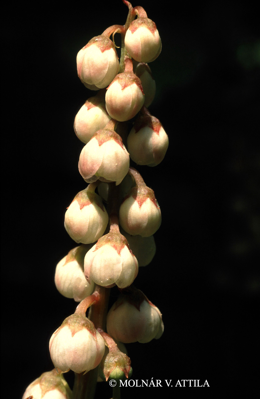 Pyrola minor L.